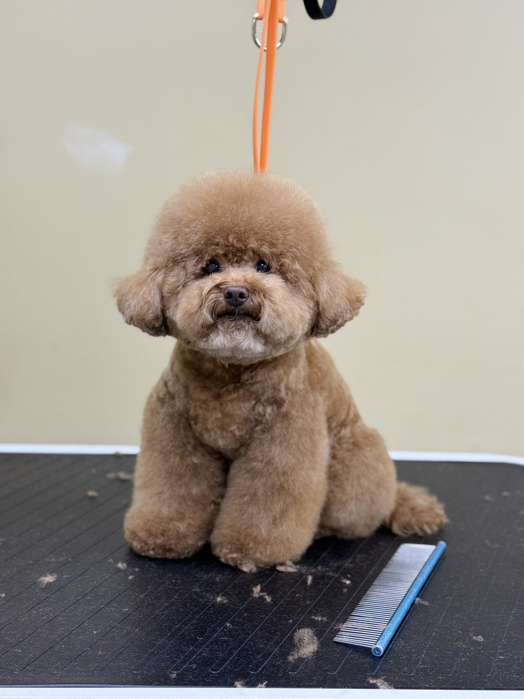An apricot toy poodle with a perfectly rounded teddy bear trim sitting on the grooming table