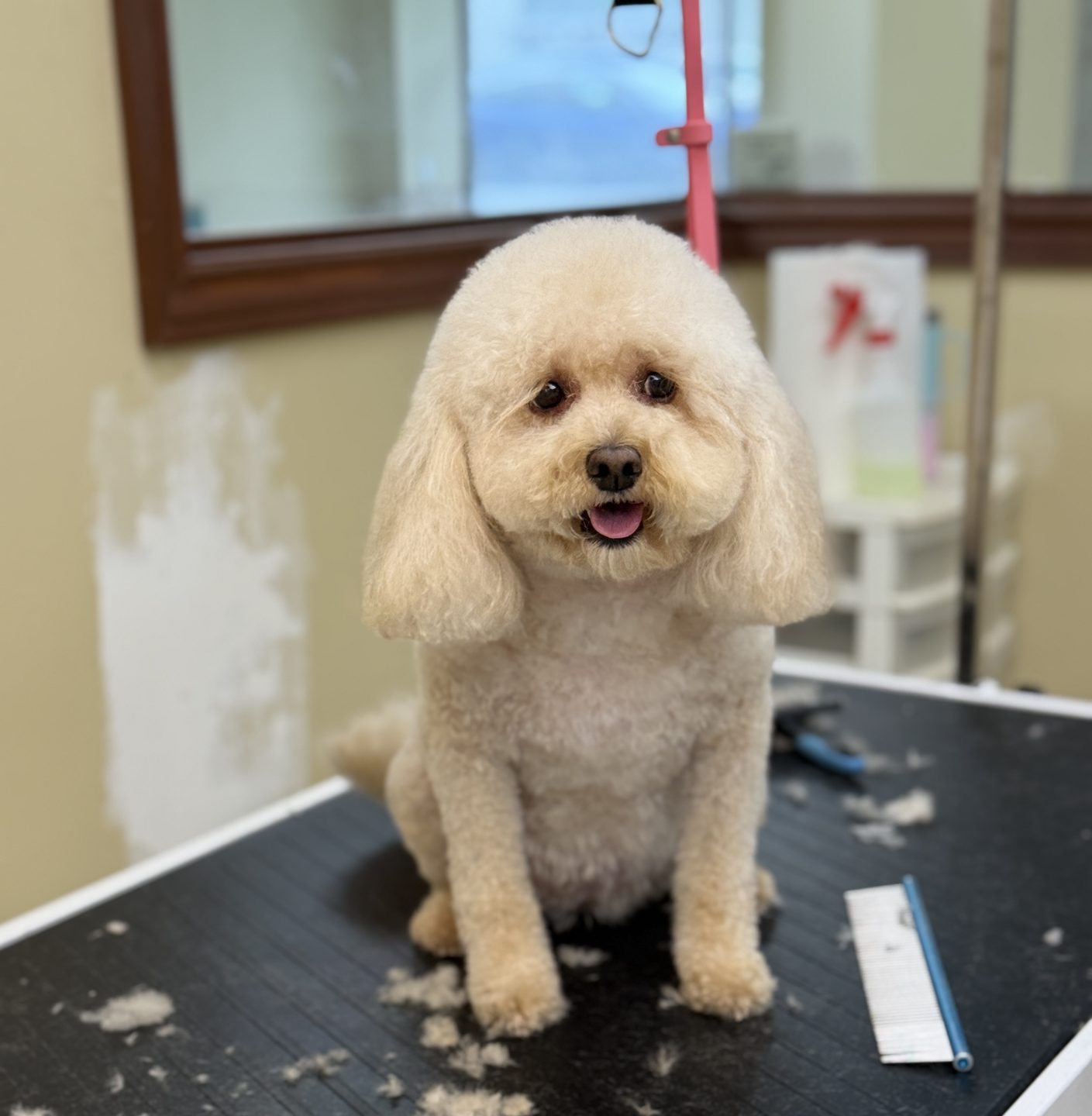 A cream poodle with a soft rounded face sitting on the grooming table, tongue out, with trimmings around its paws
