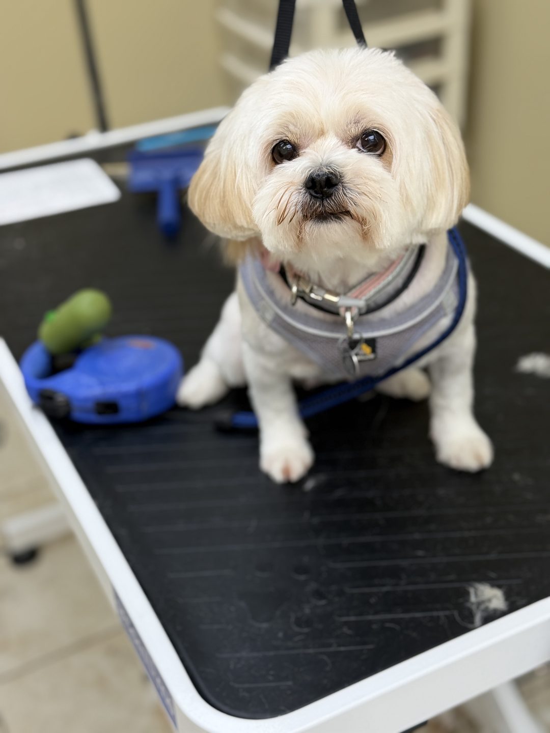 A small cream Shih Tzu mix in a grey harness sitting on the grooming table and looking up at the camera