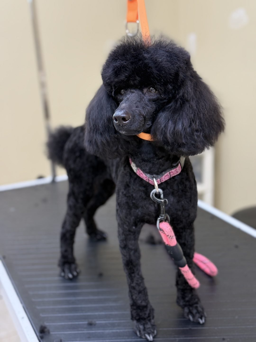 A black miniature poodle with a pink collar standing on the grooming table after a groom