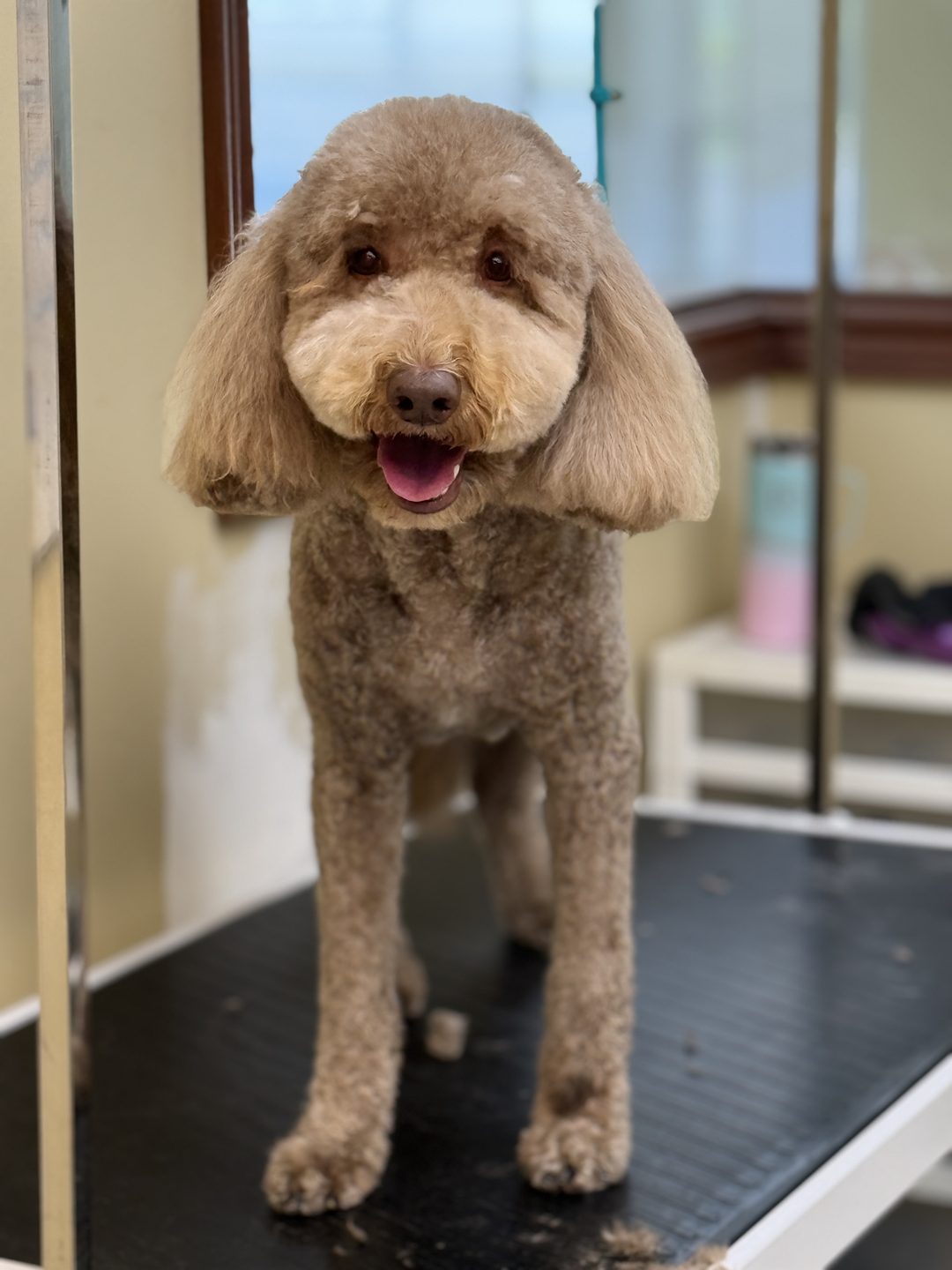 A grey and apricot doodle standing on the grooming table with a big open mouth smile after a full groom