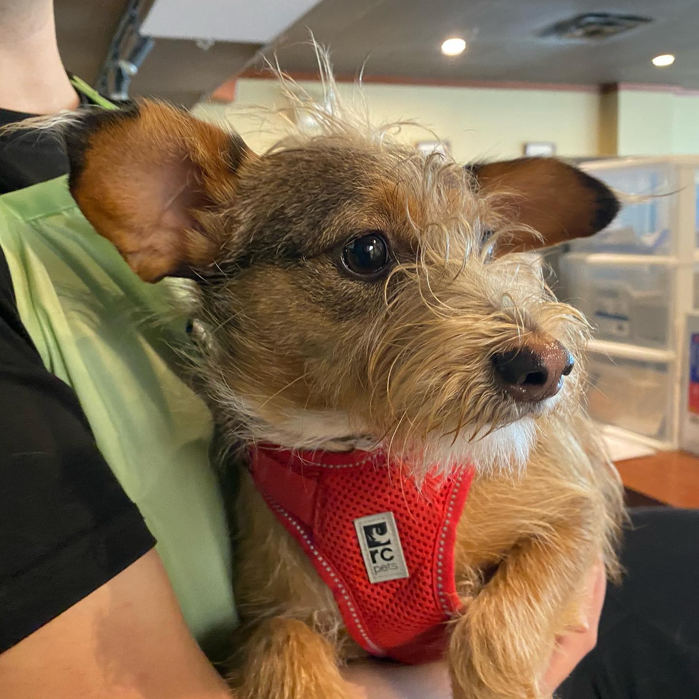 A scruffy tan terrier mix in a red harness held in a green towel by a groomer