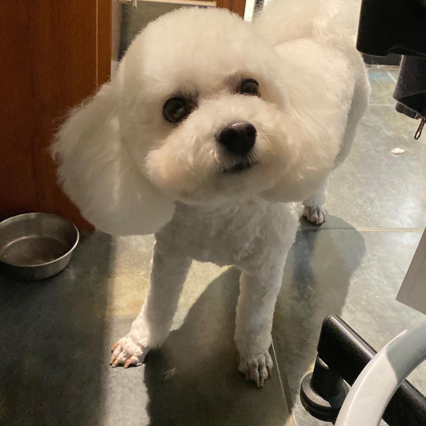 A white Bichon Frise with a freshly scissored round head looking up at the camera in the salon