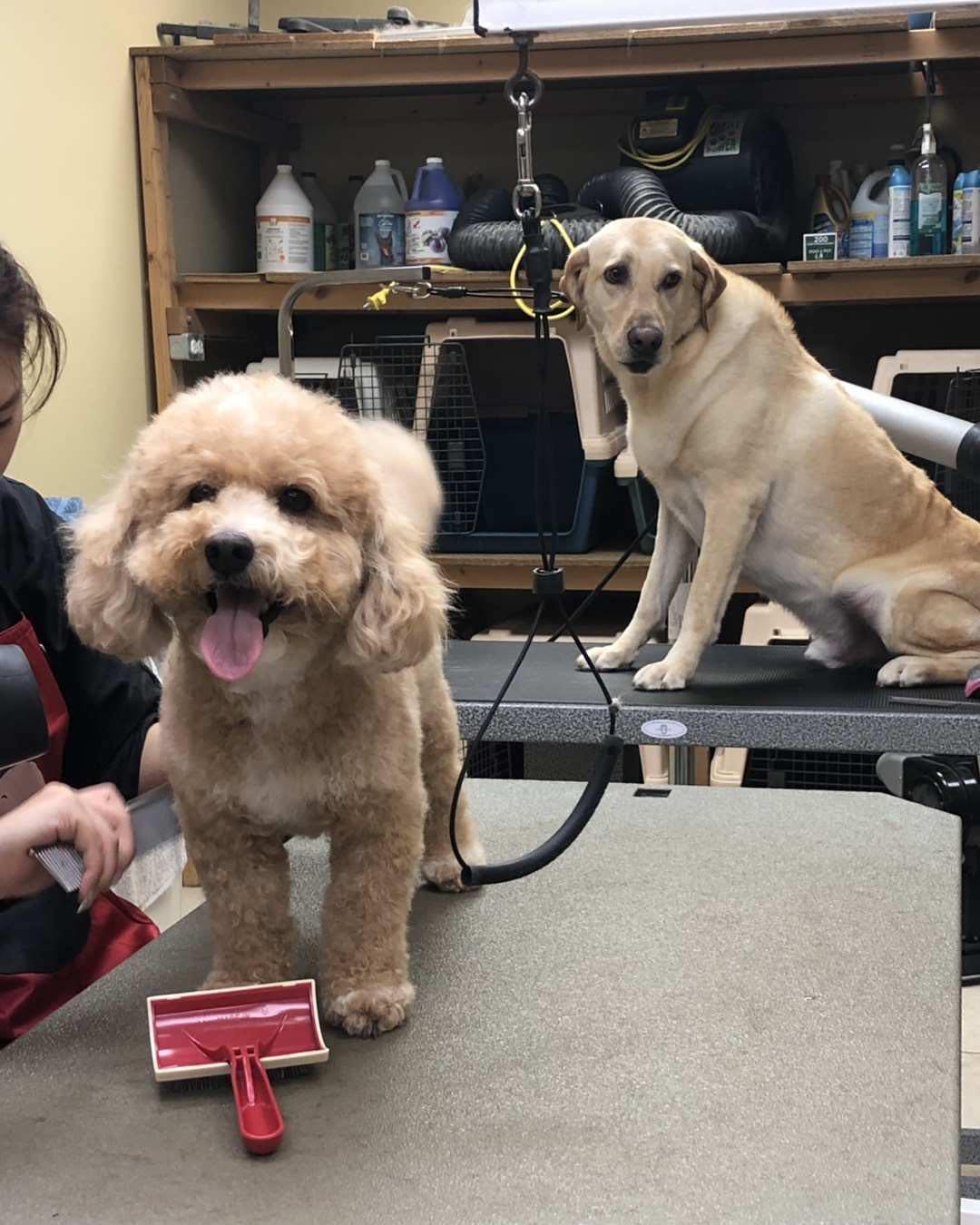 An apricot poodle grinning on the grooming table beside a groomer, with a yellow Labrador waiting on the next table
